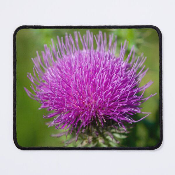 Item preview, Vibrant Purple Thistle Flower Close-up on Green Background designed and sold by 3 Hours of Silence.