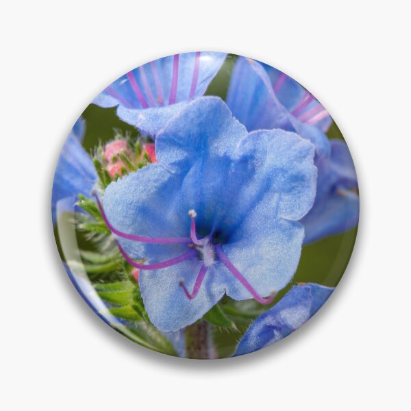 Item preview, Bright blue flowers of Common Bluebell (Echium vulgare) close-up designed and sold by 3 Hours of Silence.