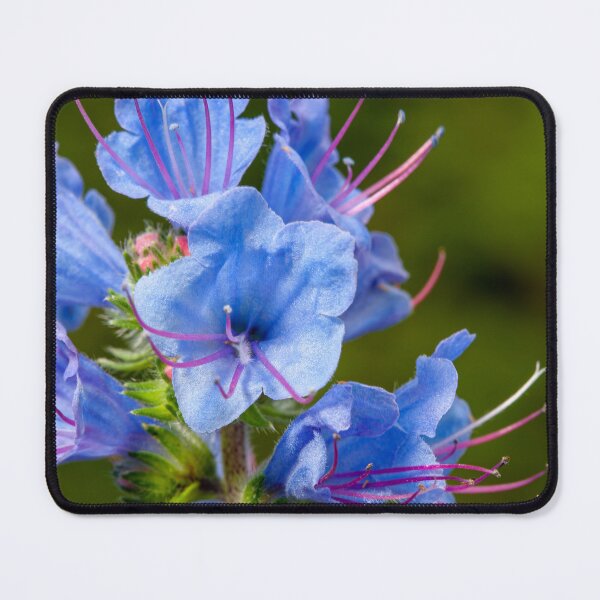 Item preview, Bright blue flowers of Common Bluebell (Echium vulgare) close-up designed and sold by 3 Hours of Silence.