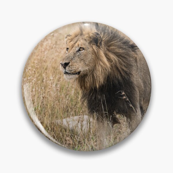 Item preview, Bloodline of the Shishangaan — Footlose, Kruger Lion designed and sold by DavideAntoniani.