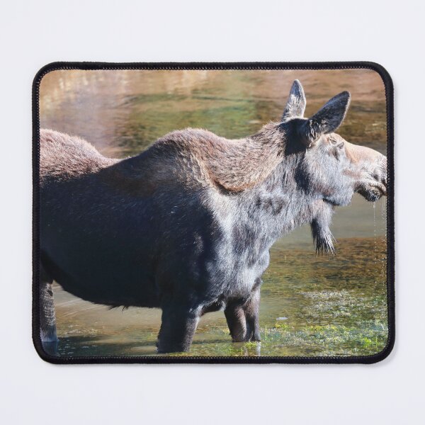 Item preview, Moose in the lake designed and sold by zumi.