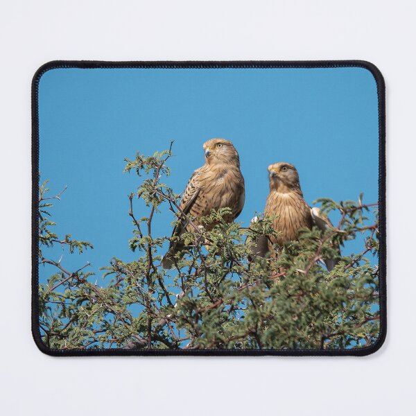Item preview, Skywatchers of the Acacia — Kestrel Pair under Kalahari Blue designed and sold by DavideAntoniani.