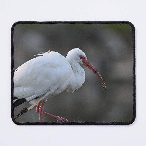 Item preview, Ibis strolling  designed and sold by Glennphotos.
