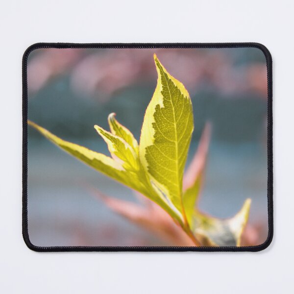 Item preview, Green Leaf on Pastel designed and sold by VeraPhotos.