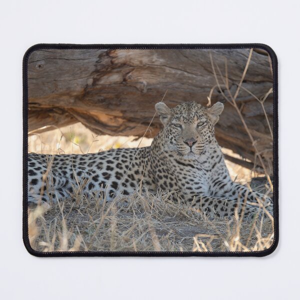 Item preview, Keeper of the Shade — Leopard at Rest beneath a Fallen Tree designed and sold by DavideAntoniani.