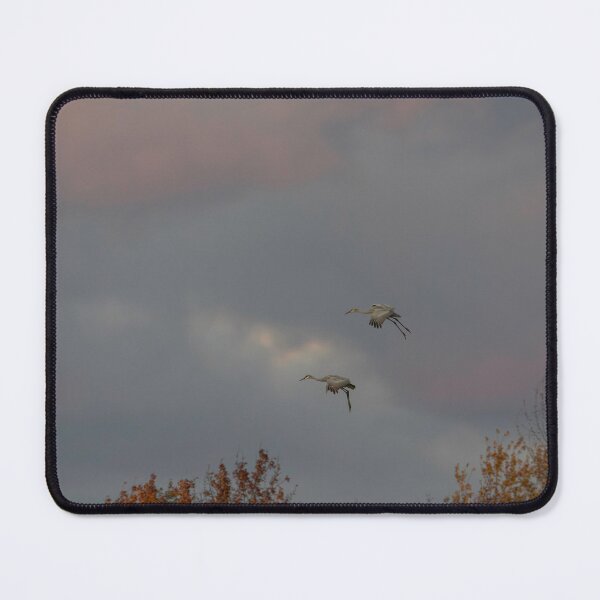 Item preview, Sandhill Cranes Coming in Late to Roost 10-19-25 designed and sold by Thomasyoung.