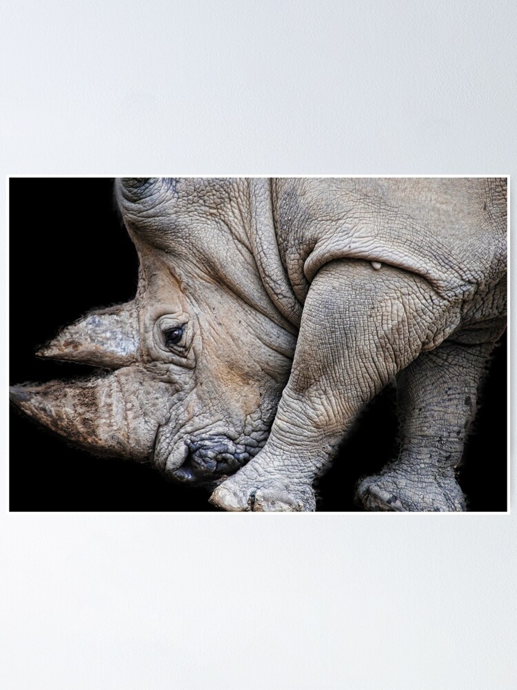 “Rhinoceros” Poster for Sale by bloomingvine | Redbubble