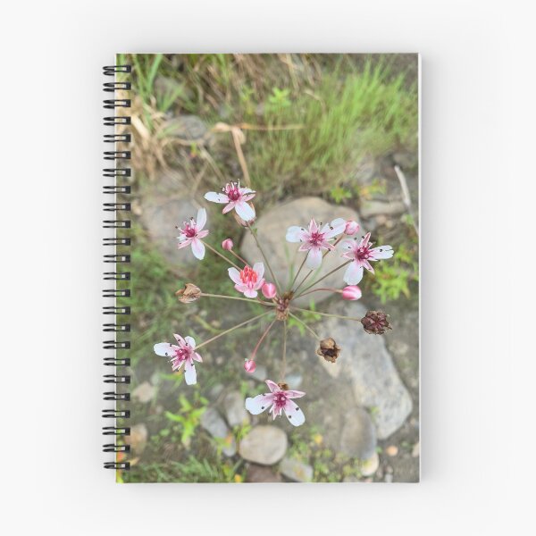 Item preview, Umbrella Flowering Butome designed and sold by carineavecunc.