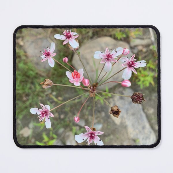 Item preview, Umbrella Flowering Butome designed and sold by carineavecunc.