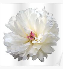 White Blossoms Poster