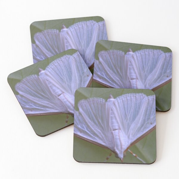 Item preview, White Moth with Translucent Wings on Leaf designed and sold by Petalgrain.