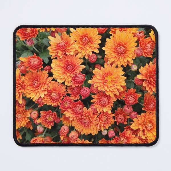 Item preview, November birthday flowers. Orange chrysanthemums. Birth flowers of november. Chrysanthemum flowers. Orange flowers. Colorful flowers. Fall mums. Mum flowers. designed and sold by PlaceToBuyGifts.