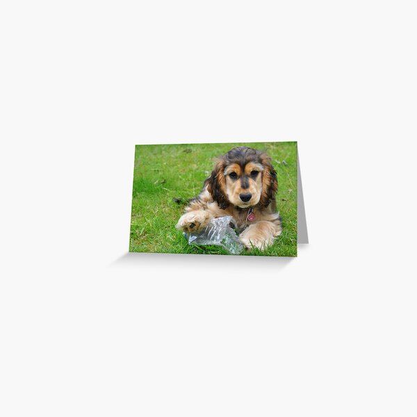 Cocker Spaniel Greeting Card
