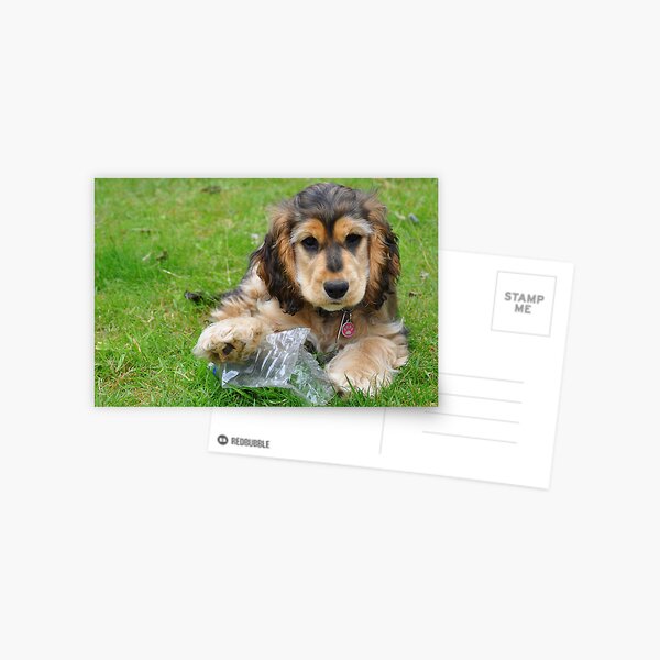 Cocker Spaniel Postcard