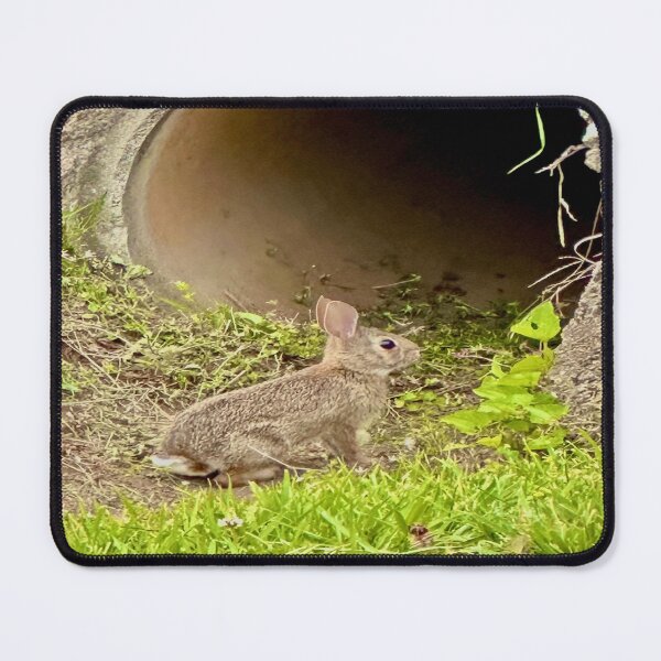 Item preview, Bunny designed and sold by Pawsphotography.