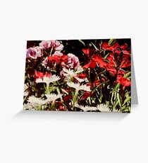 Dianthus * Grußkarte