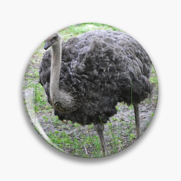 Item preview, Ostrich Walking in Greenery designed and sold by MercerImages.