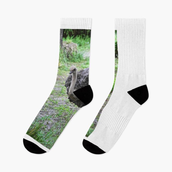 Item preview, Ostrich Walking in Greenery designed and sold by MercerImages.