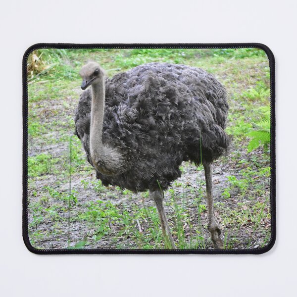 Item preview, Ostrich Walking in Greenery designed and sold by MercerImages.
