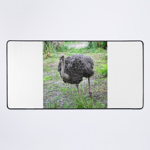 Item preview, Ostrich Walking in Greenery designed and sold by MercerImages.