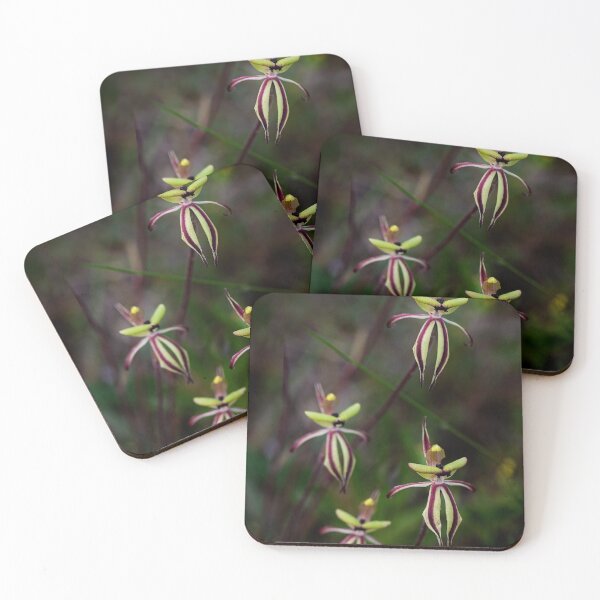 Item preview, Clown orchids, Caladenia roei, Western Australia designed and sold by Life Images by Jill .