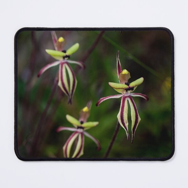 Item preview, Clown orchids, Caladenia roei, Western Australia designed and sold by Life Images by Jill .