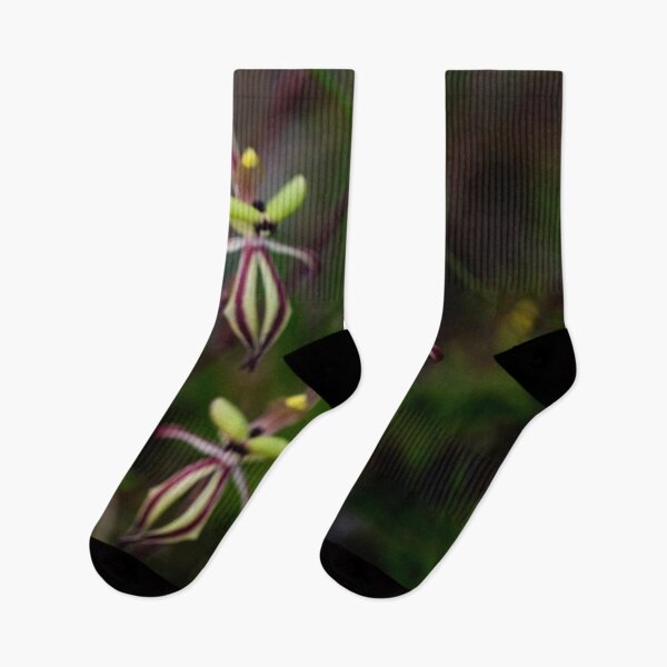 Item preview, Clown orchids, Caladenia roei, Western Australia designed and sold by Life Images by Jill .