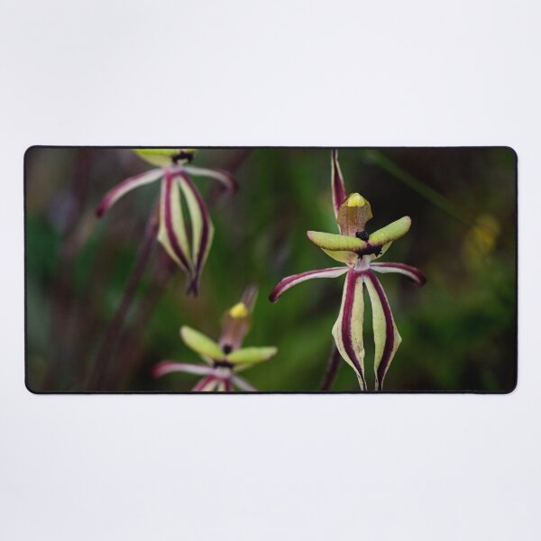 Item preview, Clown orchids, Caladenia roei, Western Australia designed and sold by Life Images by Jill .