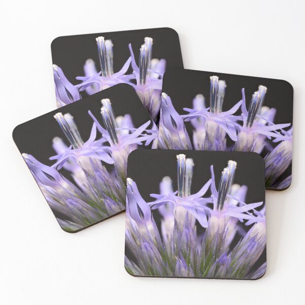 Item preview, Globe Thistle (Echinops sphaerocephalus) Flower – Macro Photography designed and sold by Goiko7Margarita.