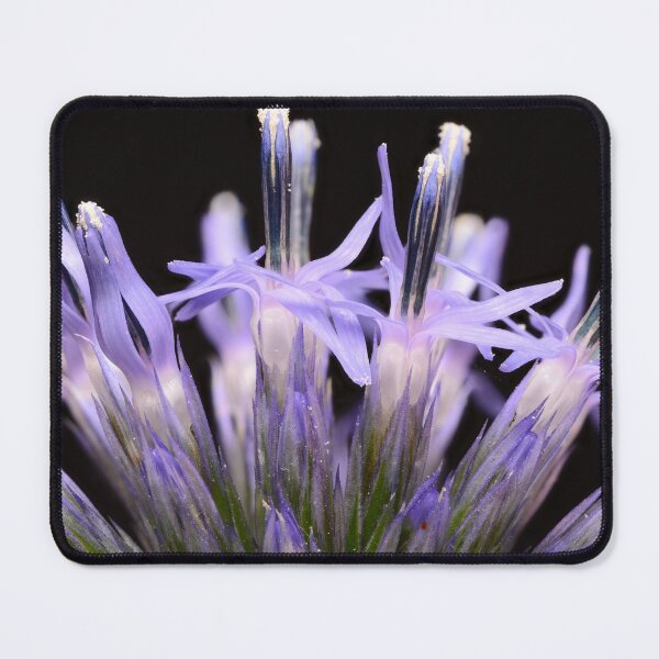Item preview, Globe Thistle (Echinops sphaerocephalus) Flower – Macro Photography designed and sold by Goiko7Margarita.
