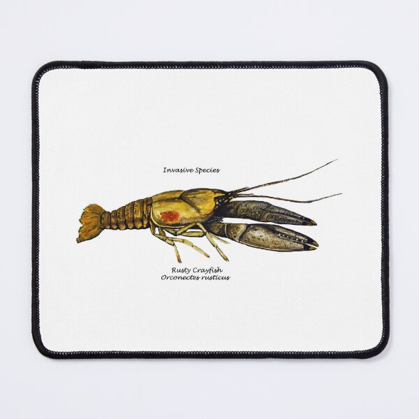 Item preview, Rusty Crayfish  Invasive Species Painting designed and sold by Stephen Emms.