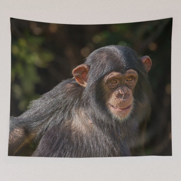 Item preview, Playful Soul – Baby Chimpanzee Close-Up designed and sold by rawshutterbug.