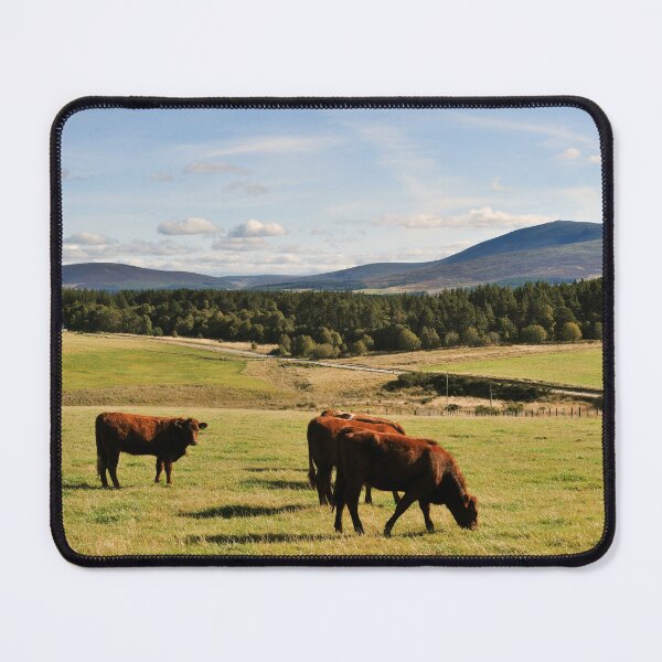 Item preview, Late evening grazing near the cottage, Moray, Scotland designed and sold by Richard Flint.