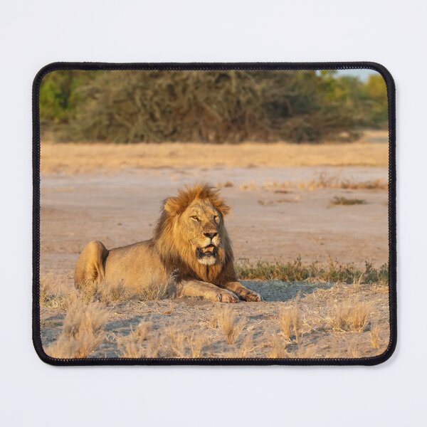 Item preview, Sekoti at Sundown — Northern Pride, Savuti designed and sold by DavideAntoniani.
