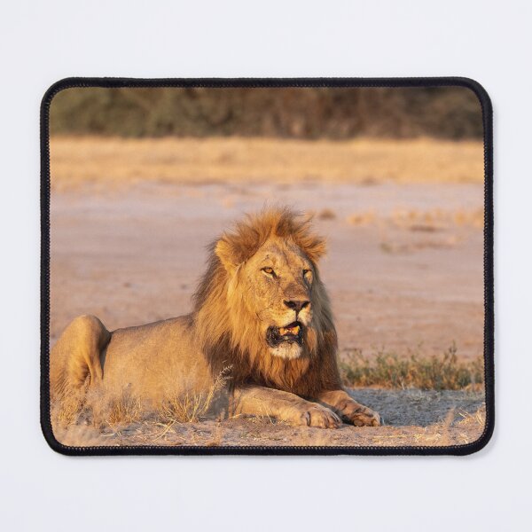 Item preview, Sekoti, Golden-Hour Gaze — Northern Pride, Savuti designed and sold by DavideAntoniani.