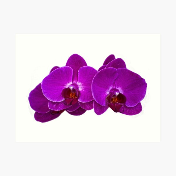Fuchsia Phalaenopsis Art Print