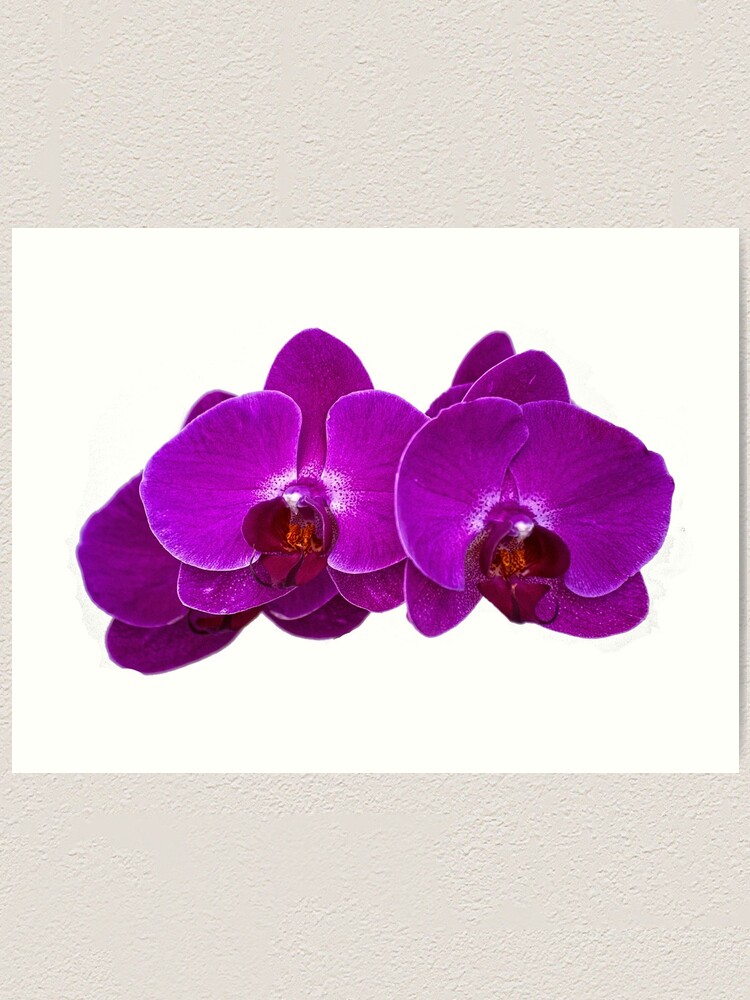 Alternate view of Fuchsia Phalaenopsis Art Print