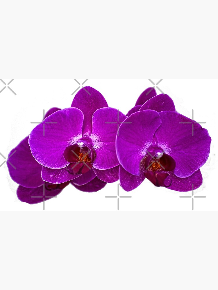 Fuchsia Phalaenopsis by photorolandi
