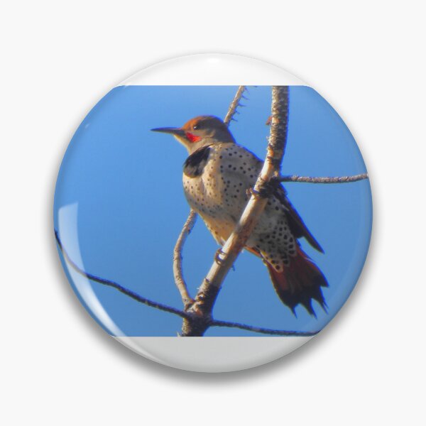 Item preview, Flicker Woodpecker on a Branch designed and sold by Wonders Of Paradise.