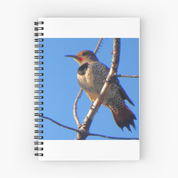 Item preview, Flicker Woodpecker on a Branch designed and sold by Wonders Of Paradise.