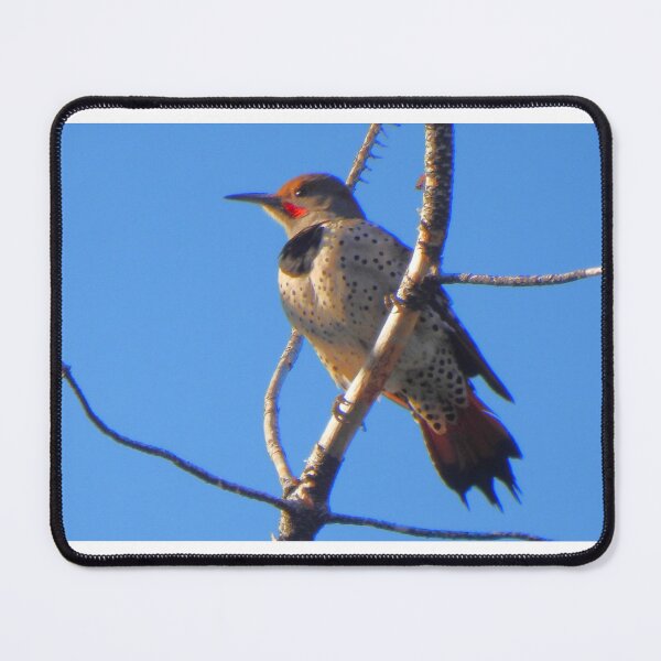 Item preview, Flicker Woodpecker on a Branch designed and sold by Wonders Of Paradise.