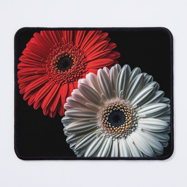 Item preview, Red and White Gerbera Duo – High-Resolution Minimalist Floral Photography on Black Background designed and sold by PixelVibe782.