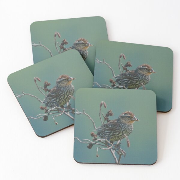 Item preview, Female blackbird feeding designed and sold by Production Art Manon Meilleur.