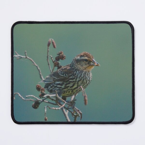 Item preview, Female blackbird feeding designed and sold by Production Art Manon Meilleur.