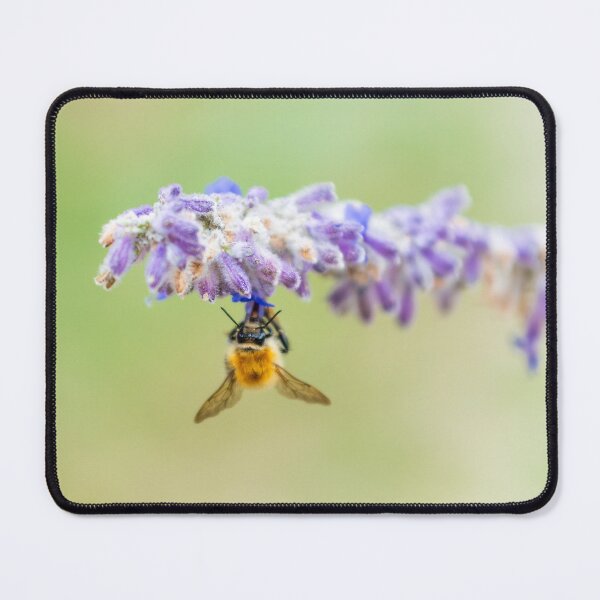 Item preview, Close up of a bee hanging on a stem of lavender flower designed and sold by Pascal-F.