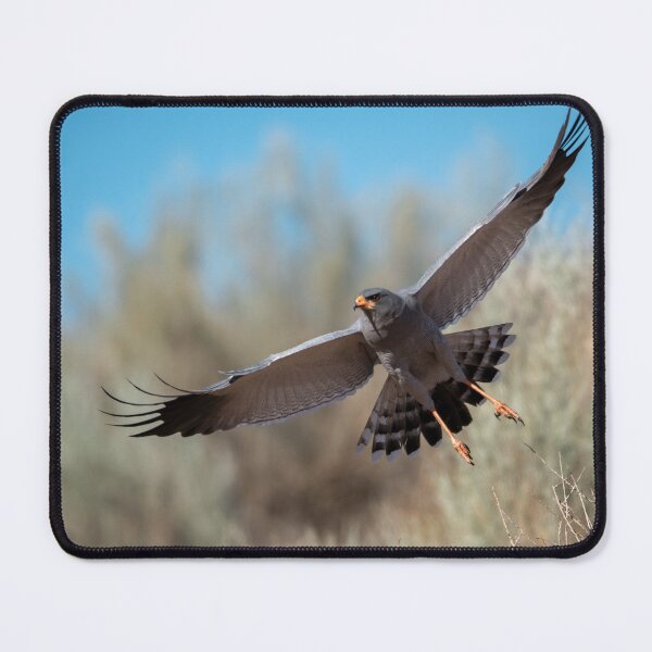 Item preview, Desert Sentinel in Flight — Pale Chanting Goshawk designed and sold by DavideAntoniani.