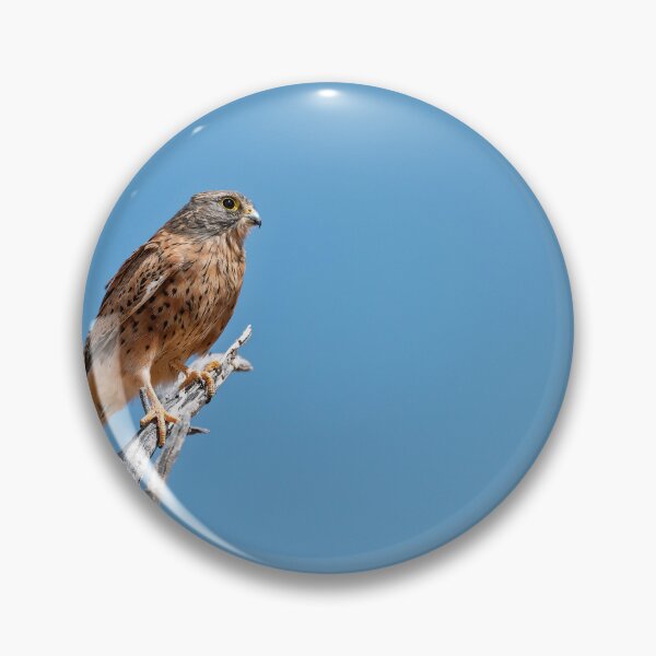 Item preview, Blue Sky Lookout — Kestrel on a Thorn , A slim hunter holds the horizon, light on a bleached thorn. designed and sold by DavideAntoniani.