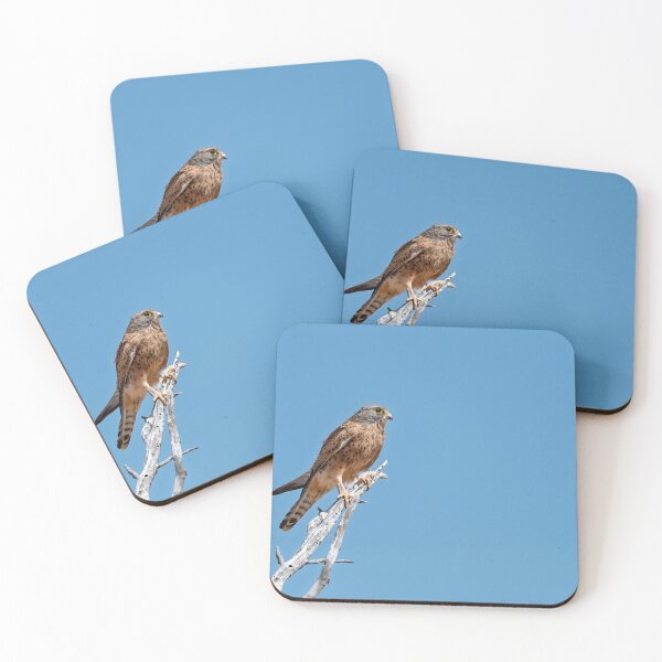 Item preview, Blue Sky Lookout — Kestrel on a Thorn , A slim hunter holds the horizon, light on a bleached thorn. designed and sold by DavideAntoniani.
