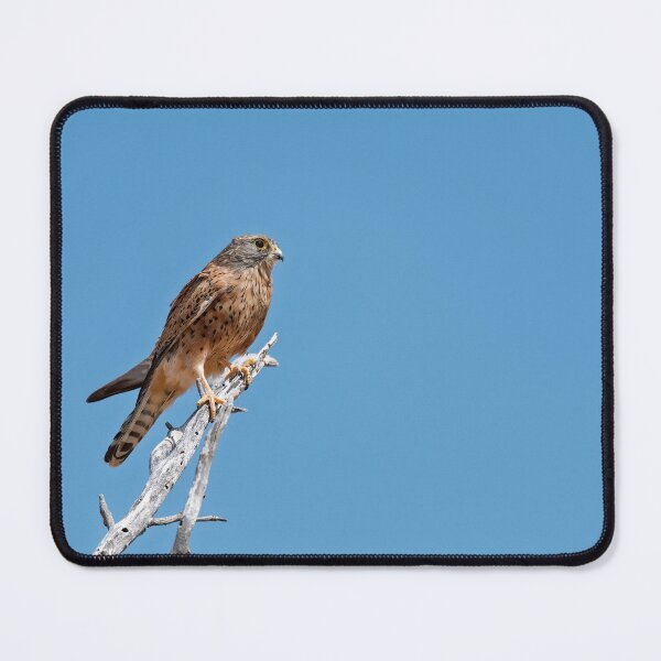 Item preview, Blue Sky Lookout — Kestrel on a Thorn , A slim hunter holds the horizon, light on a bleached thorn. designed and sold by DavideAntoniani.