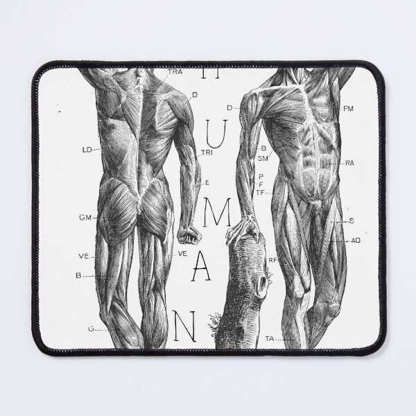 Item preview, Human anatomy designed and sold by amaturka.